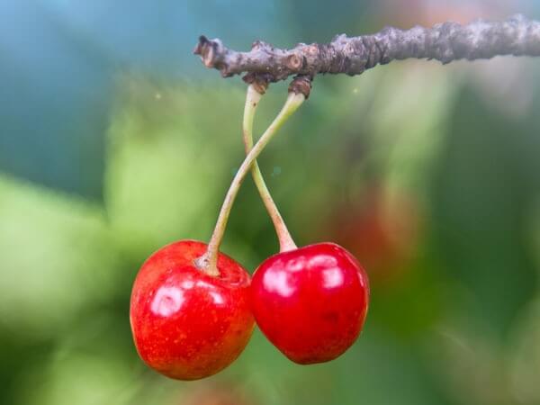 cherry 20 loại trái cây trị bệnh mà bạn không ngờ tới