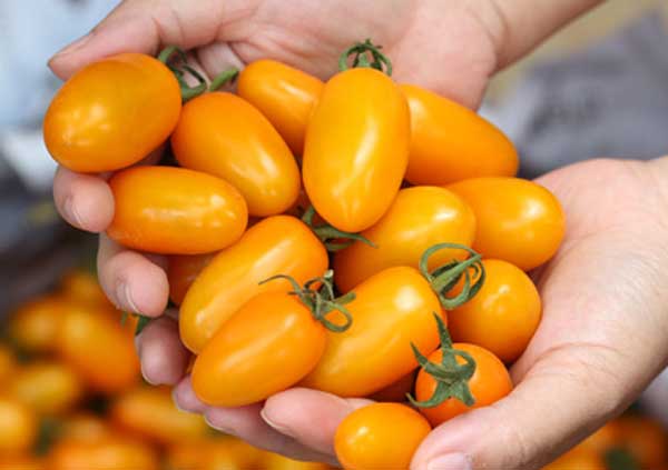 Tác dụng của cà chua bi vàng đến sức khỏe